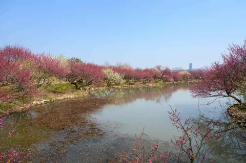 龙之梦东方盆景园12