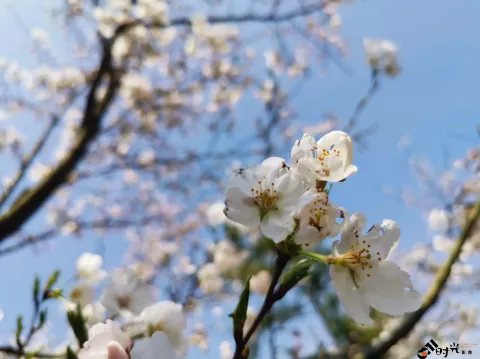 太子湾公园赏花