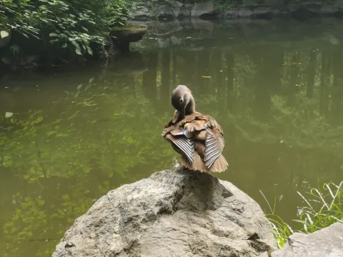 野鸭2