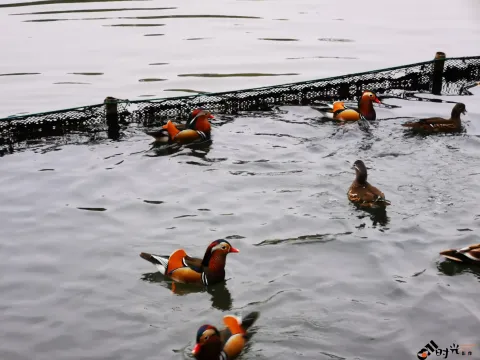 西湖水面上畅游的鸳鸯