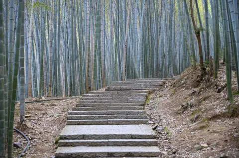竹林间步行道1