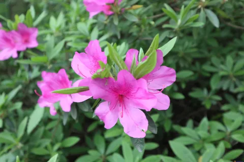 绽放的艳丽花朵
