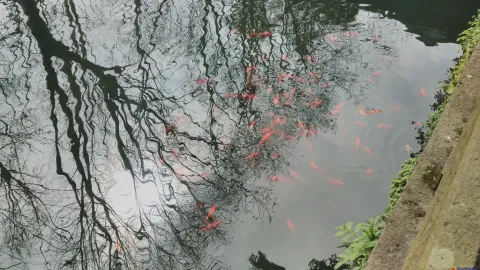 成群的金鱼