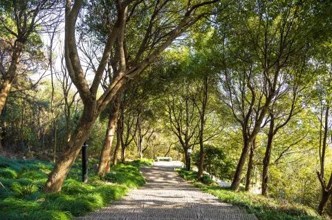 仁皇山爬山走道11