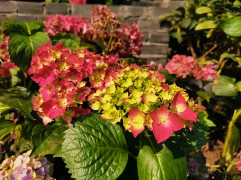 西溪湿地盛开的鲜花