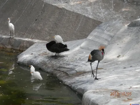 厦门鼓浪屿上看动物