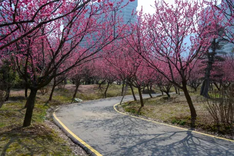 龙之梦东方盆景园6