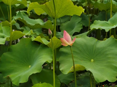 荷花
