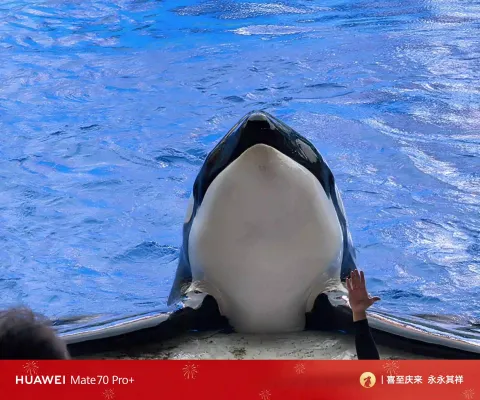 白鲸之恋8