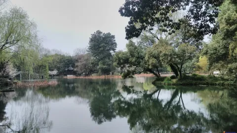 曲院风荷