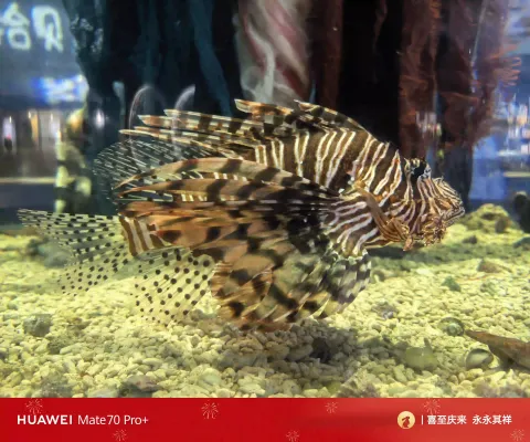 上海海昌海洋公园游玩5