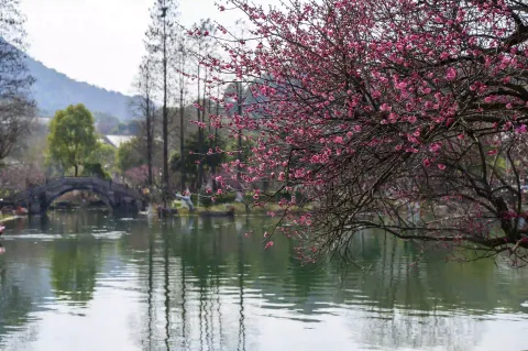 超山梅花1