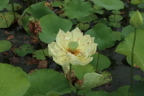 桃花湖公园里的荷花9