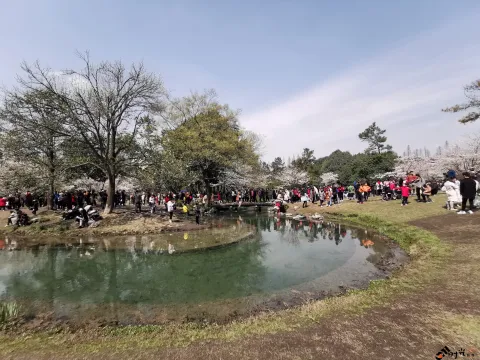 游玩太子湾公园的游人如潮