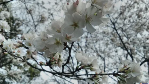 盛开的樱花