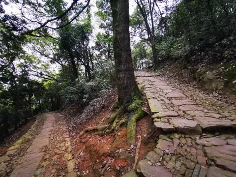 五云山16