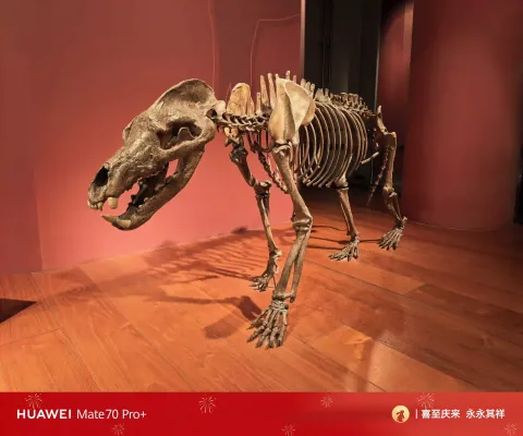 上海自然博物馆6