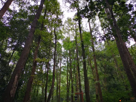 九溪路两侧的美景