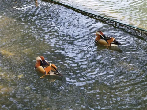 鸳鸯戏水2