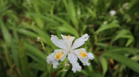 绽放的艳丽花朵