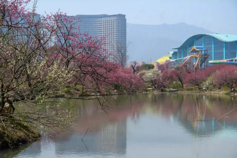 龙之梦东方盆景园14