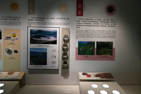 杭州中国茶叶博物馆8