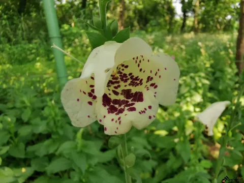 西溪湿地盛开的鲜花