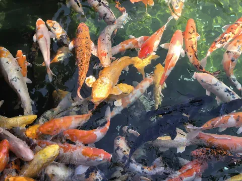 寒山寺锦鲤10