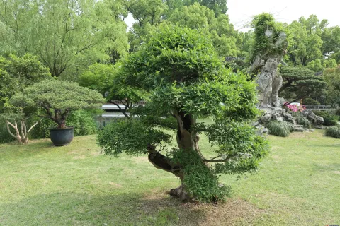 曲院风荷里面的盆景
