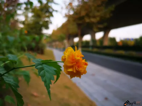 重瓣棣棠花