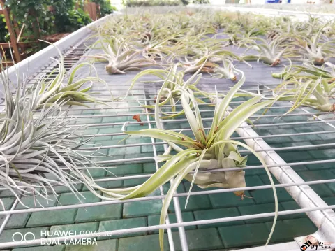 鲜花玻璃房内的花卉