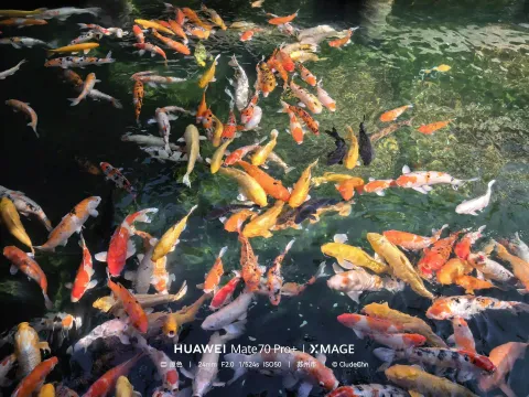 寒山寺锦鲤8