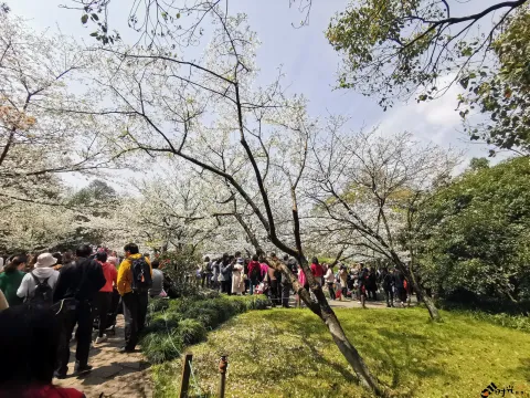 游玩太子湾公园的游人如潮