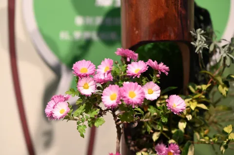盆栽中的菊花